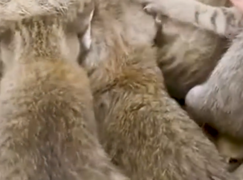 Rescued Cats Embrace Their New Life_part2