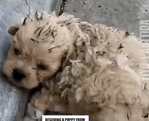 Rescuing A Puppy From Danger_part2