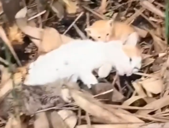 Tiny kittens crying, mother cat collapsed… I couldn’t ignore them_part2