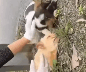 They had no one—just the road and danger around them_part2