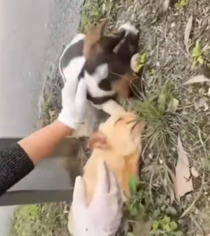 They had no one—just the road and danger around them_part2