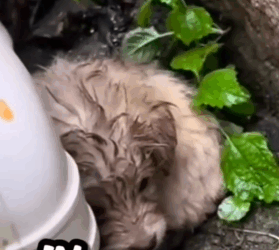 Save and adopt a little puppy_part2