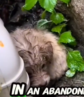 Save and adopt a little puppy_part2