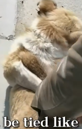 Part2 Animals Rescue #dogrescue #rescuedog #dogsofttiktok #foryoupage #foryou #dogs