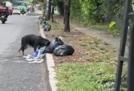 Part2 Animals Rescue #dogrescue #rescuedog #dogsofttiktok #foryoupage #foryou #dogs