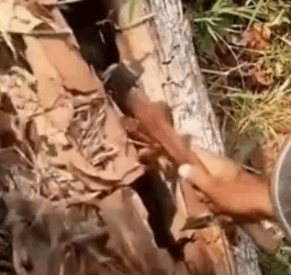 Part2.Animals Rescue #dogrescue #rescuedog #dogsofttiktok #foryoupage #foryou #dogs