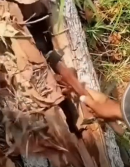 Part2.Animals Rescue #dogrescue #rescuedog #dogsofttiktok #foryoupage #foryou #dogs