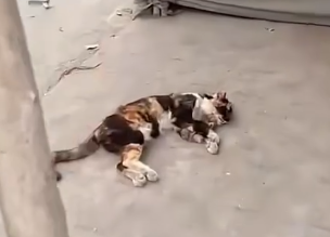 The Abandoned Animal Nobody Thought Would Survive_part2