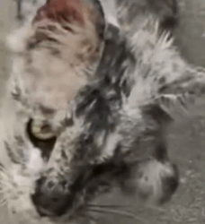 Man Rescues Stray Cat — What Happens Next Amazes Everyone_part2