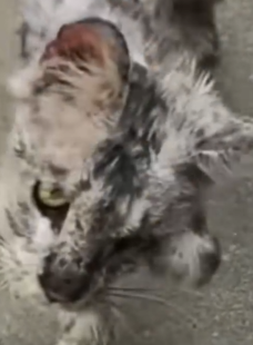 Man Rescues Stray Cat — What Happens Next Amazes Everyone_part2