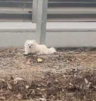 rescue the poor dog, i don’t understand why its owner could treat this poor dog like that_part2