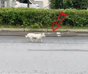 I saw a stray dog with something stuck in its head.It turned out to be a crossbow bolt_part2