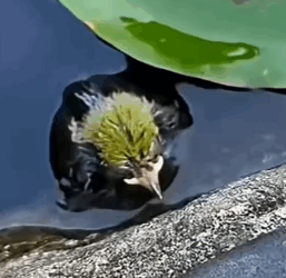 A_woman_rescued_a_baby_bird_that_had_fallen_into_the_water_and_then_decided._part2