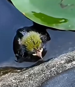A_woman_rescued_a_baby_bird_that_had_fallen_into_the_water_and_then_decided._part2