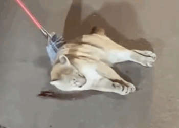 Rescue an injured puma and then #rescue #animals #fyp #puma_part2