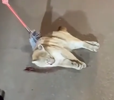 Rescue an injured puma and then #rescue #animals #fyp #puma_part2