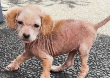 Sick puppy turns into the most beautiful dog_part2