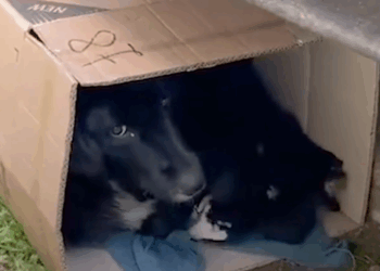 Stray Mama Dog Bundles Up In A Box With Her Puppies To Keep Them Warm_part2