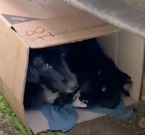 Stray Mama Dog Bundles Up In A Box With Her Puppies To Keep Them Warm_part2