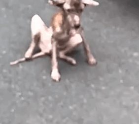 This Dog Is Proof That Miracles Happen_part2