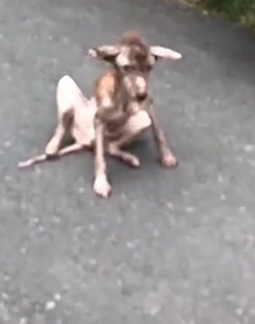 This Dog Is Proof That Miracles Happen_part2