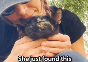 Part2 Animals Rescue #dogrescue #rescuedog #dogsofttiktok #foryoupage