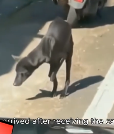 With Just Two Legs, His Spirit Still Runs Free_part2