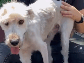 Part2.Animals Rescue #dogrescue #rescuedog #dogsofttiktok #foryoupage #foryou #dogs