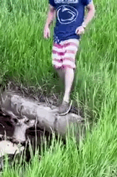 Rescued Deer Follows Man Home😍🦌_part2