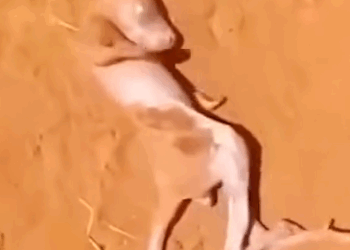 the women rescued a little kangaroo_part2