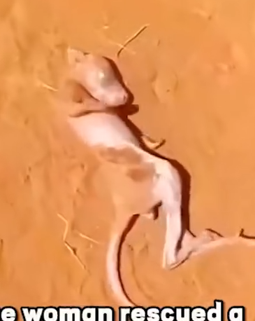 the women rescued a little kangaroo_part2