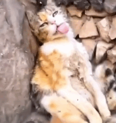Man Saw Mother Cat Collapsed On The Street_part2