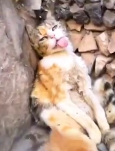 Man Saw Mother Cat Collapsed On The Street_part2