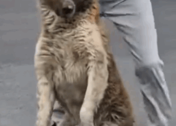 Part2 Animals Rescue #dogrescue #rescuedog #dogsofttiktok #foryoupage #foryou #dogs