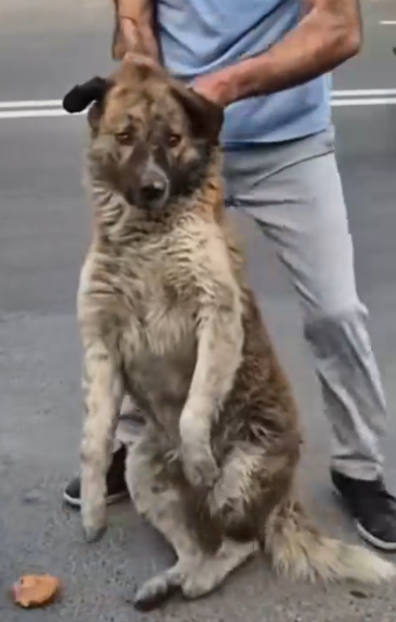 Part2 Animals Rescue #dogrescue #rescuedog #dogsofttiktok #foryoupage #foryou #dogs