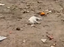 Part2 Animals Rescue #dogrescue #rescuedog #dogsofttiktok #foryoupage #foryou #dogs