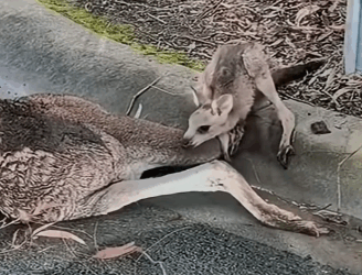 The Animal That Cried Silently For Help_part2