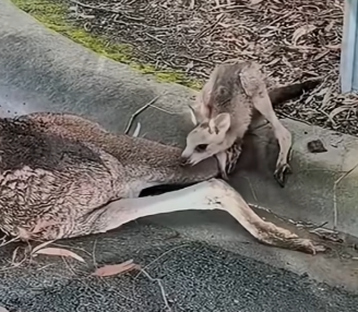 The Animal That Cried Silently For Help_part2