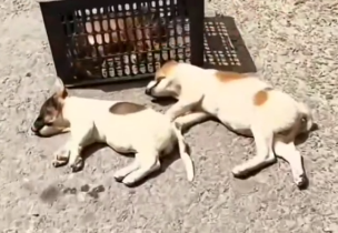 Three little lives… lying unconscious, fighting silently for survival_part2