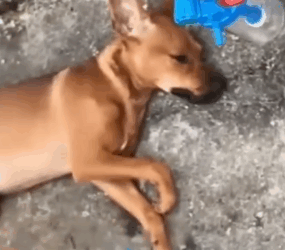 Top in the rope rescue a helplass puppy_part2