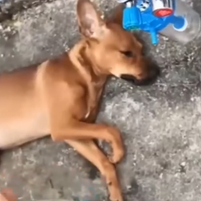 Top in the rope rescue a helplass puppy_part2