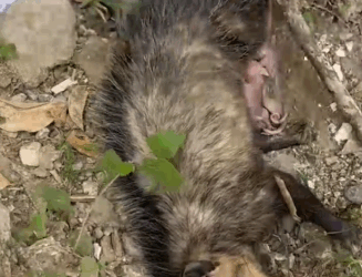 Part2 Animals Rescue #dogrescue #rescuedog #dogsofttiktok #foryoupage #foryou #dogs