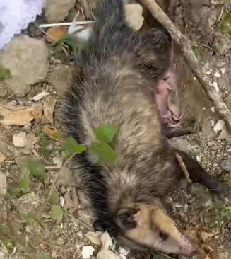 Part2 Animals Rescue #dogrescue #rescuedog #dogsofttiktok #foryoupage #foryou #dogs