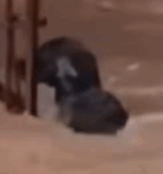 Part2 Animals Rescue #dogrescue #rescuedog #dogsofttiktok #foryoupage #foryou #dogs