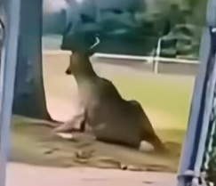 The cruel scars left on this abandoned animal_part2