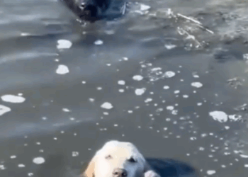 Man Saves Two Dogs Struggling in Water — What Happened Next Was Incredible_part2