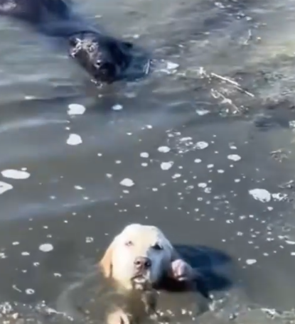 Man Saves Two Dogs Struggling in Water — What Happened Next Was Incredible_part2