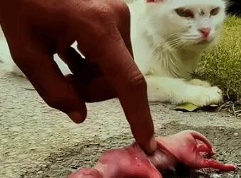 Rescued a Baby Cat The Cutest Rescue You’ll See Today_part2