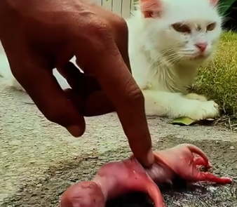 Rescued a Baby Cat The Cutest Rescue You’ll See Today_part2