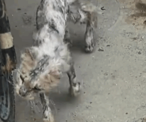 I saw a very thin stray cat.It was so pitiful that I decided to take it in_part2